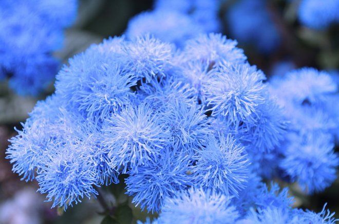 Синие и голубые цветы на дачном участке